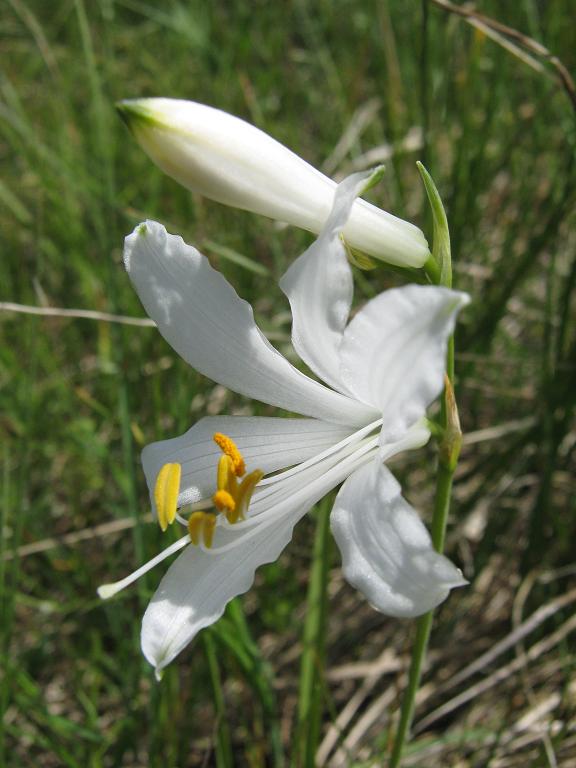 Anthericum liliago / Lilioasfodelo maggiore